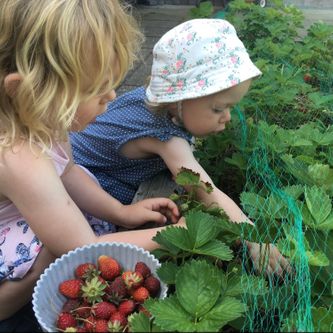 Vi plukker jordbær i haven